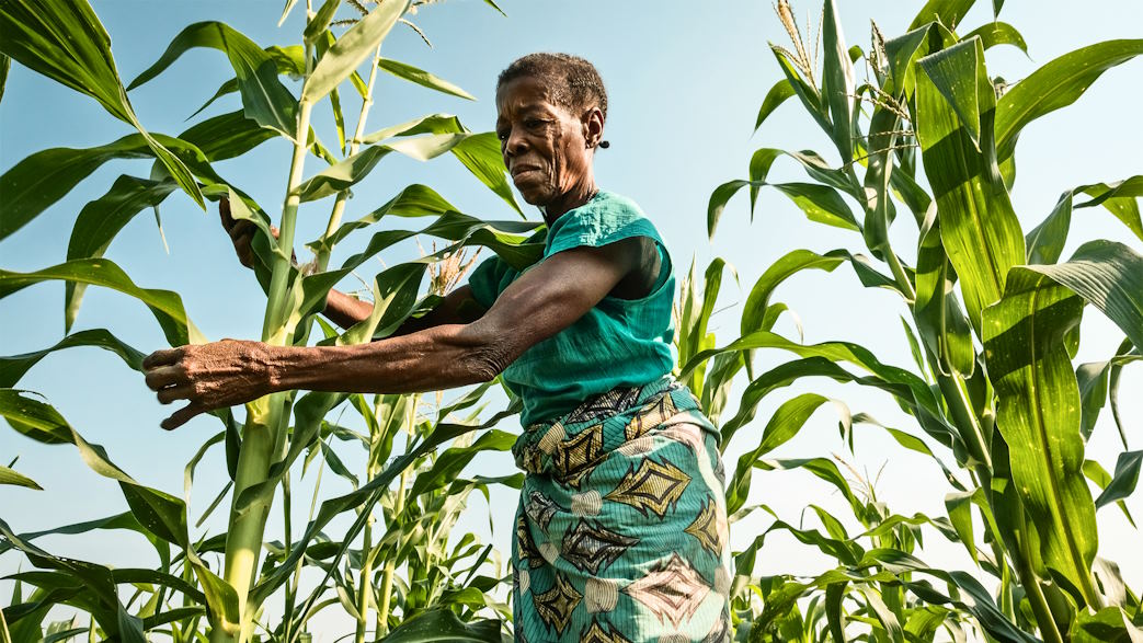 Congo's agricultural sector