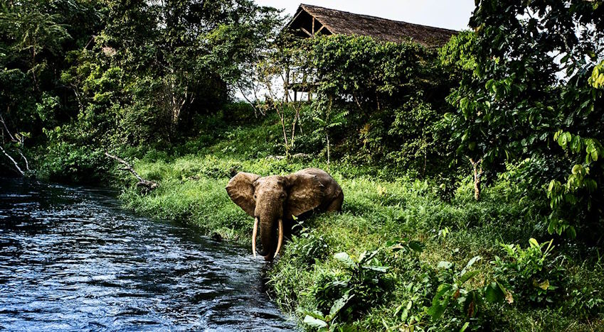DRC safari